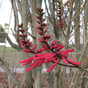Coral Bean
