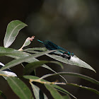 Bosbeekjuffer (Calopteryx virgo)