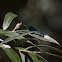 Bosbeekjuffer (Calopteryx virgo)