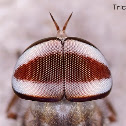 Horse Fly