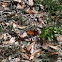 Monarch butterfly