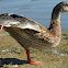 Mallard Duck (Female)