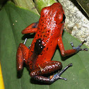 Poison Dart frog