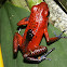 Poison Dart frog