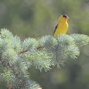 Goldfinch