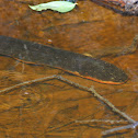 Electric Eel