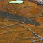 Electric Eel