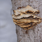 tree fungus ?