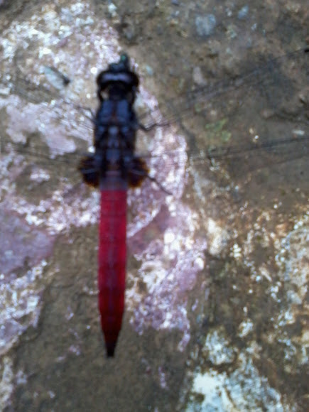 Spotting Image 1