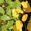 Lombardy Poplar