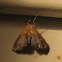 Sooty-winged Chalcoela