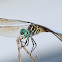 Blue Dasher