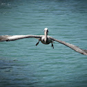 Pelican