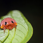 Lady-bird Mimick spider