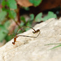 Orange bluets
