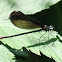 ebony jewelwing female
