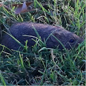Native rat