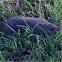 Native rat