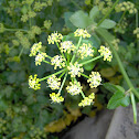 Wild Angelica