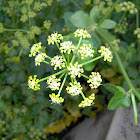 Wild Angelica
