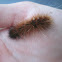 Woolly Bear Caterpillar
