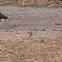 Killdeer