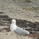 Herring Gull