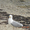 Herring Gull
