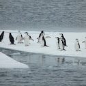 Chinstrap Penguin
