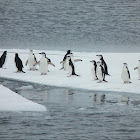 Chinstrap Penguin