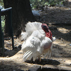 White Turkey