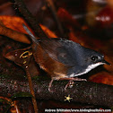 Bahia Tapaculo