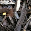 Woodlouse
