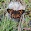 Harris's Checkerspot