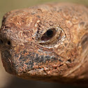 Leopard tortoise