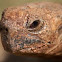 Leopard tortoise