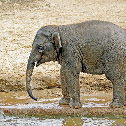 Baby Elephant