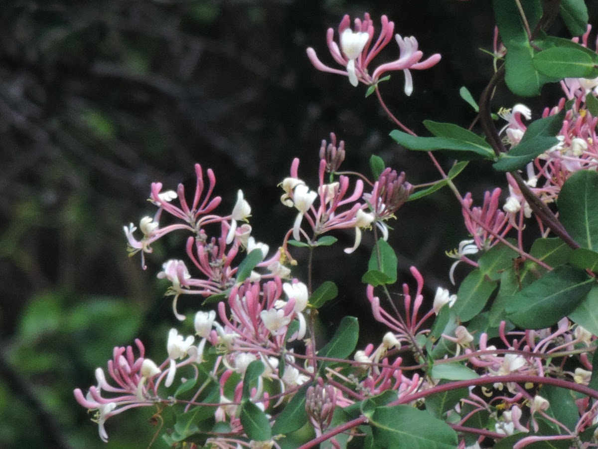 Pam&rsquo;s Pink Honeysuckle | Project Noah