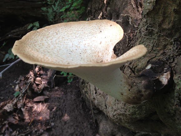 Spotting Image 1