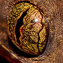 Gecko