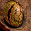 Gecko