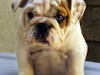 Se Venden Hermosos Cachorros Bulldogs Ingles
