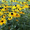 Black eyed Susan