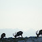 Ibex