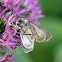 Ambush Bug