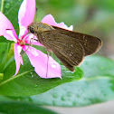 rice swift, Formosan swift