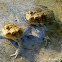American Toad