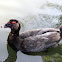 Muscovy Duck