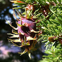 Douglas fir