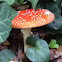Toadstool
